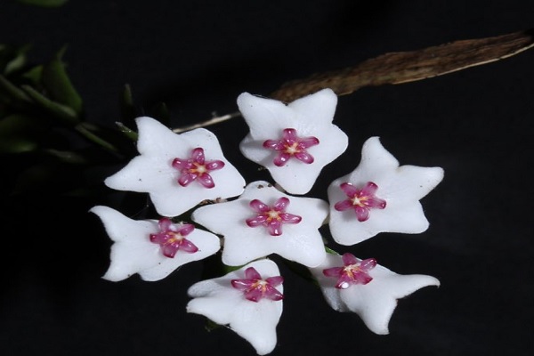 ਵਿਗਿਆਨੀਆਂ ਨੇ ਹੋਯਾ ਪ੍ਰਜਾਤੀ ਦੇ 2 ਦੁਰਲੱਭ ਪੌਦਿਆਂ ਦੀ ਕੀਤੀ ਖੋਜ