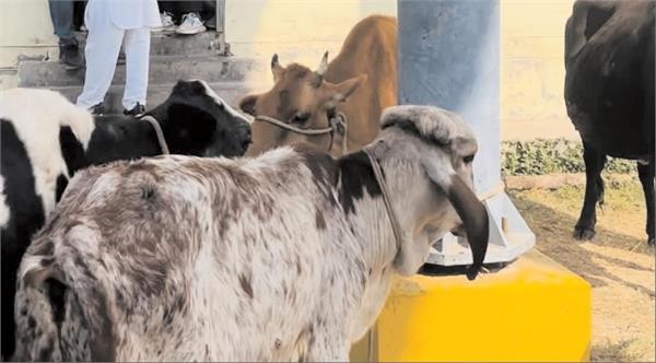 new way of protest  animals roaming on the road  toll company  s office