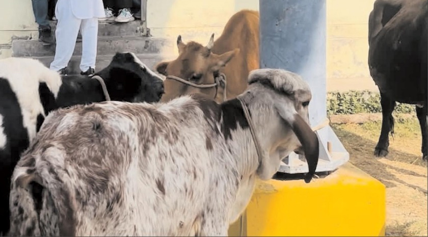 ਰੋਸ ਪ੍ਰਦਰਸ਼ਨ ਦਾ ਨਵਾਂ ਤਰੀਕਾ, ਸੜਕ ’ਤੇ ਘੁੰਮਦੇ ਪਸ਼ੂ ਟੋਲ ਕੰਪਨੀ ਦੇ ਦਫ਼ਤਰ ਵਾੜੇ