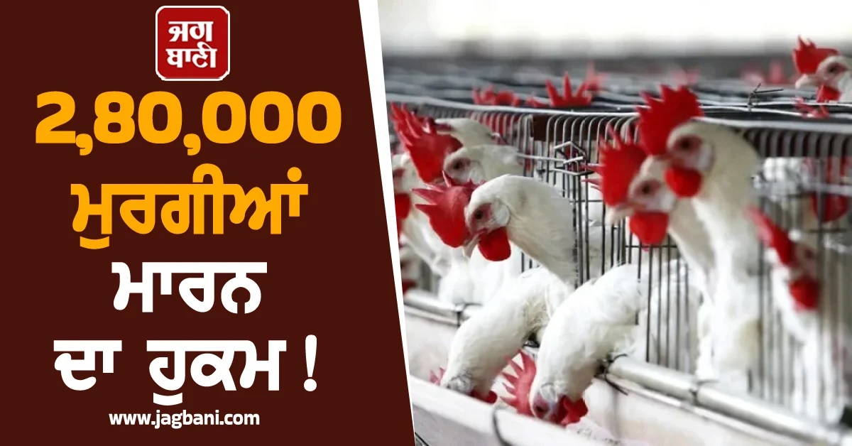 2,80,000 ਮੁਰਗੀਆਂ ਮਾਰਨ ਦਾ ਹੁਕਮ! ਤੇਨਾਈ ਸ਼ਹਿਰ 'ਚ Bird flu ਦੀ ਪੁਸ਼ਟੀ