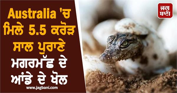 55 million year old crocodile eggshells found in queensland australia