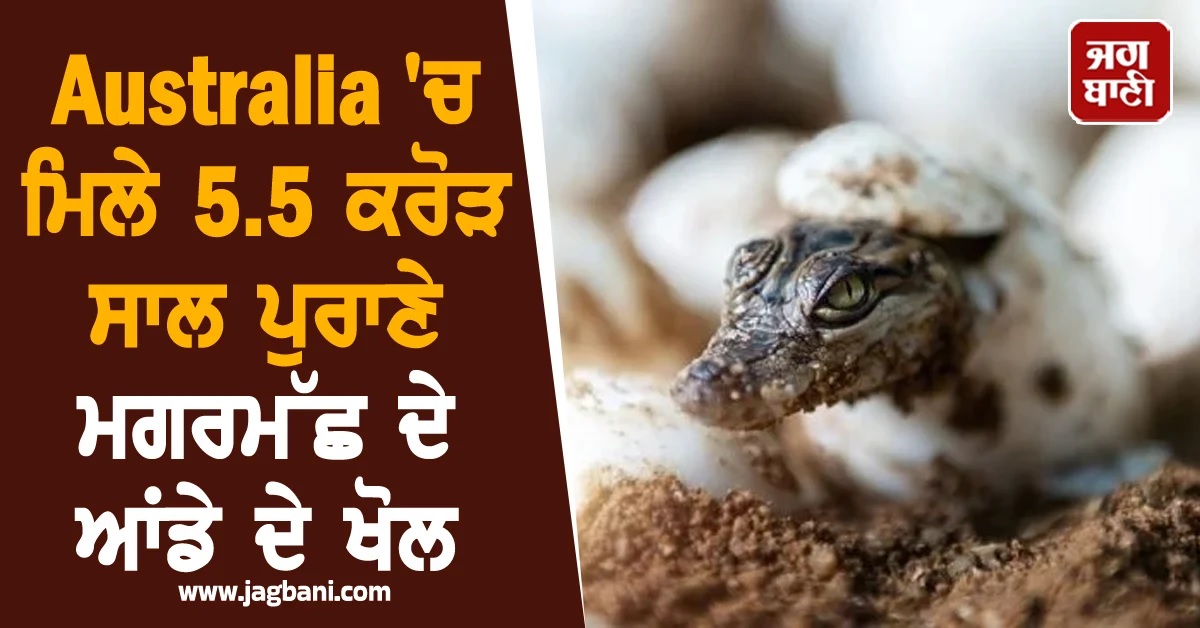 Australia 'ਚ ਮਿਲੇ 5.5 ਕਰੋੜ ਸਾਲ ਪੁਰਾਣੇ ਮਗਰਮੱਛ ਦੇ ਆਂਡੇ ਦੇ ਖੋਲ, ਮਿਲੇਗੀ ਪ੍ਰਾਚੀਨ ਈਕੋਸਿਸਟਮ ਦੀ ਜਾਣਕਾਰੀ
