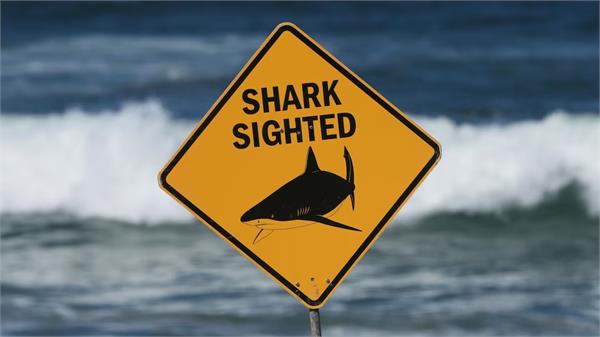shark kills woman  seriously wounds another swimmer at australian beach