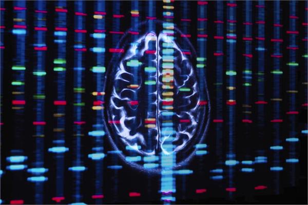 hundreds of genes work differently in the brains of men and women  study