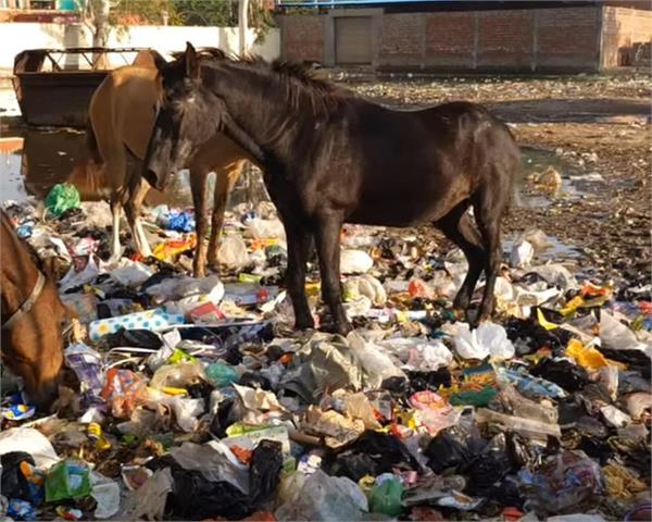 municipal council  pollution  diseases
