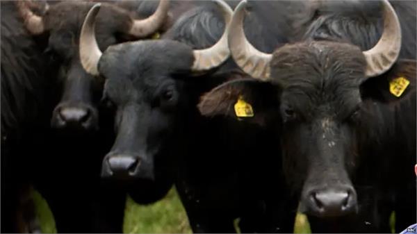 cattle stolen by breaking down the wall of the enclosure in chakkadana