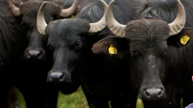 ਚੋਰਾਂ ਦਾ ਆਤੰਕ ਜਾਰੀ, ਚੱਕਦਾਨਾ ਵਿਖੇ ਵਾੜੇ ਦੀ ਕੰਧ ਪਾੜ ਕੇ ਪਸ਼ੂ ਕੀਤੇ ਚੋਰੀ