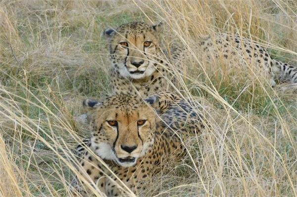 africa  india  leopards