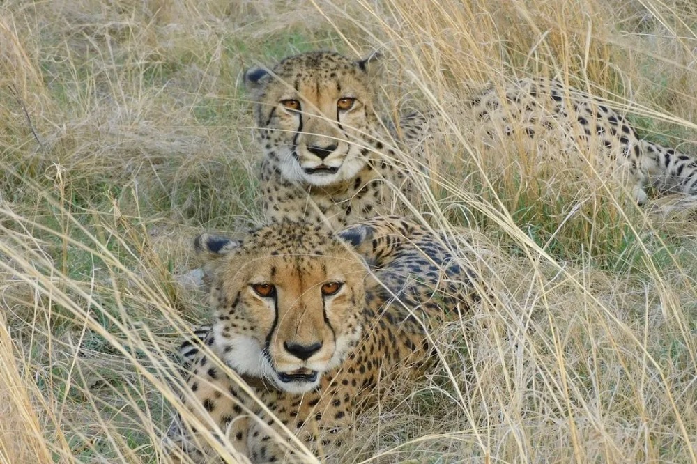 ਅਫਰੀਕਾ ਤੋਂ 8 ਚੀਤੇ ਜਲਦ ਆਉਣਗੇ ਭਾਰਤ