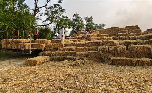 gahal village stubble
