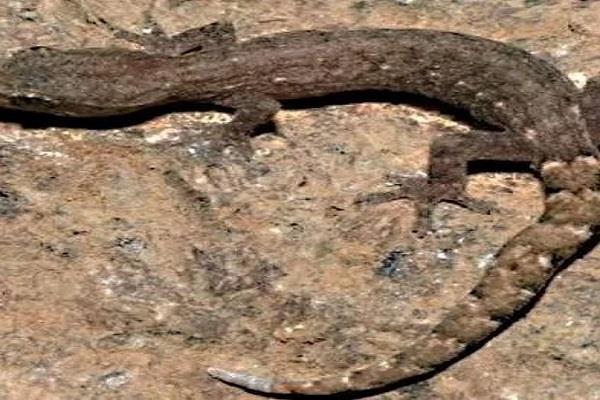 scientists andhra pradesh lizard new species