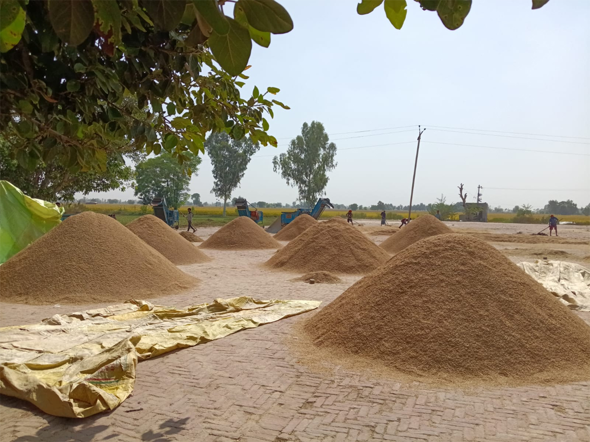 ਗੋਨਿਆਣਾ ਮੰਡੀ ''ਚ ਰਾਜਸਥਾਨੀ ਝੋਨੇ ਦਾ ਕਮਾਲ, ਹੋ ਰਹੀ ਜਾਅਲੀ ਵਿਕਰੀ! CBI ਖੋਲੇਗੀ ਕਰੋੜਾਂ ਦਾ ਘਪਲਾ