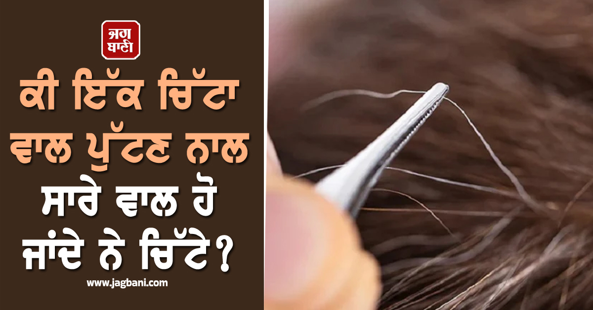 ਕੀ ਇੱਕ ਚਿੱਟਾ ਵਾਲ ਪੁੱਟਣ ਨਾਲ ਸਾਰੇ ਵਾਲ ਹੋ ਜਾਂਦੇ ਨੇ ਚਿੱਟੇ? ਜਾਣੋ ਕੀ ਕਹਿੰਦੇ ਨੇ ਮਾਹਿਰ