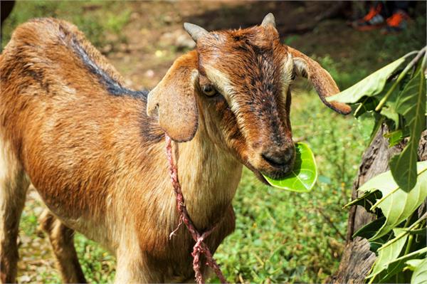 thieves steal 12 goats from two villages