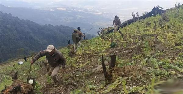 illegal opium crop spread over 53 acres destroyed in manipur