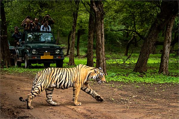 no tiger safaris in core habitats  no night tourism