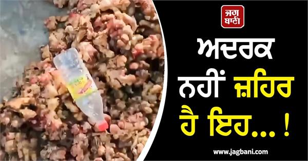 ginger is not poison  video from jalandhar s maqsudan mandi goes viral