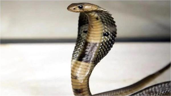 a young man was bitten by a cobra in hardoi  he chewed the snake  s fang in anger