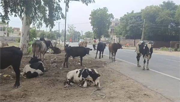 person dies due to stray animals will get compensation