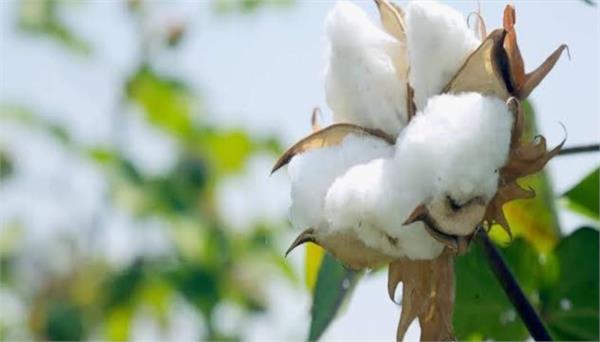 textile ministry calls meeting to discuss changes in cotton procurement