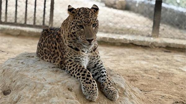 bravery 11 year old palghar student