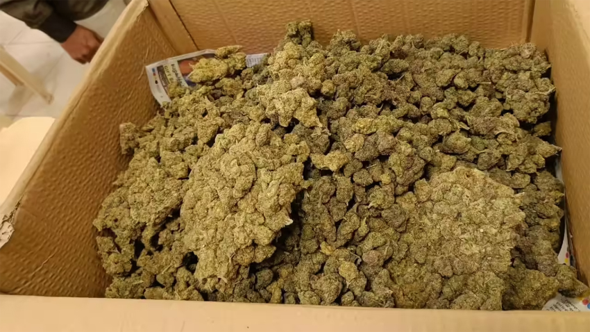 ਚੇਨਈ ਏਅਰਪੋਰਟ ’ਤੇ 1.06 ਕਰੋੜ ਰੁਪਏ ਦਾ ਗਾਂਜਾ ਜ਼ਬਤ