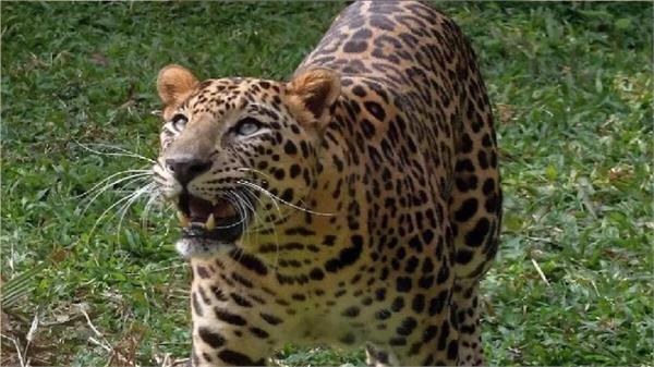 two leopard attacks shanti devi irshad up forest alert