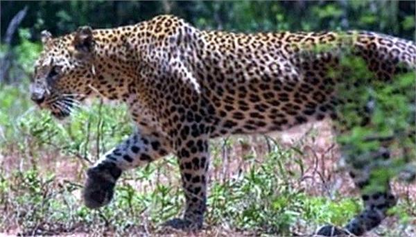 young woman dies in leopard attack in balrampur