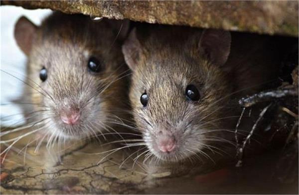 rat infestation in hospitals   is becoming a cause of concern for patients