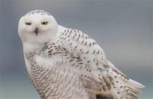 canadians may get a rare chance to catch a glimpse of snowy owls