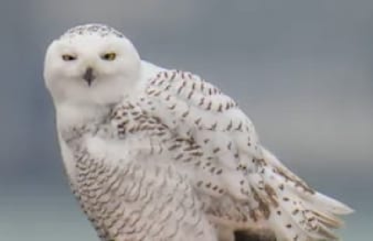 ਕੈਨੇਡੀਅਨਾਂ ਨੂੰ ਸਰਦੀਆਂ ਦੇ ਮੌਸਮ ਦੌਰਾਨ ਬਰਫ਼ੀਲੇ ਉੱਲੂਆਂ ਦੀ ਝਲਕ ਵੇਖਣ ਦਾ ਮਿਲ ਸਕਦੈ ਦੁਰਲਭ ਮੌਕਾ!