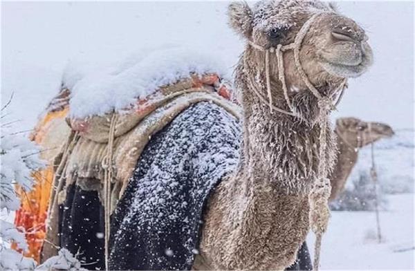 rare snowfall in saudi arabia  s desert