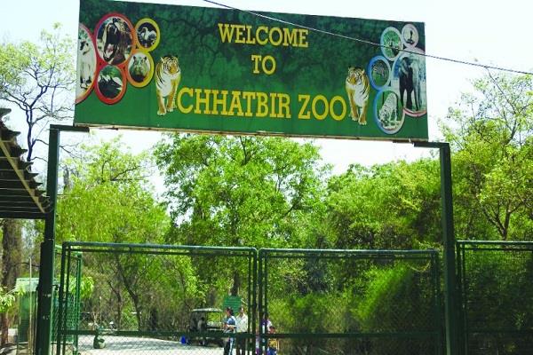 more than 25 thousand tourists reached chhatbir zoo in 13 days