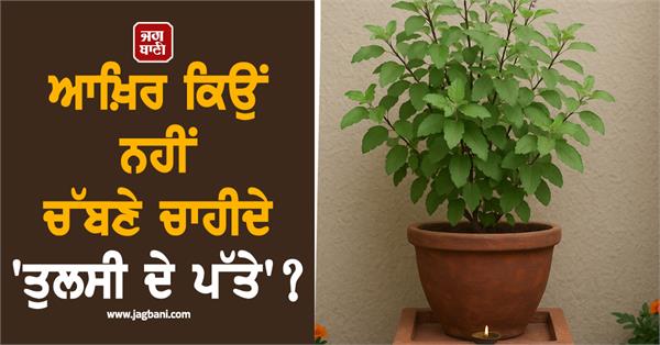 basil  leaves  chewing  religious