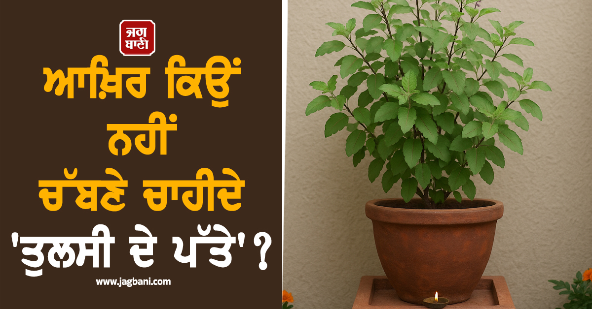 ਆਖ਼ਿਰ ਕਿਉਂ ਨਹੀਂ ਚੱਬਣੇ ਚਾਹੀਦੇ ''ਤੁਲਸੀ ਦੇ ਪੱਤੇ'' ? ਜਾਣੋ ਕੀ ਹੈ ਧਾਰਮਿਕ ਮਾਨਤਾ ਤੇ ਤਰਕ