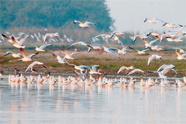 siberian birds wreak havoc destroying farmers crops