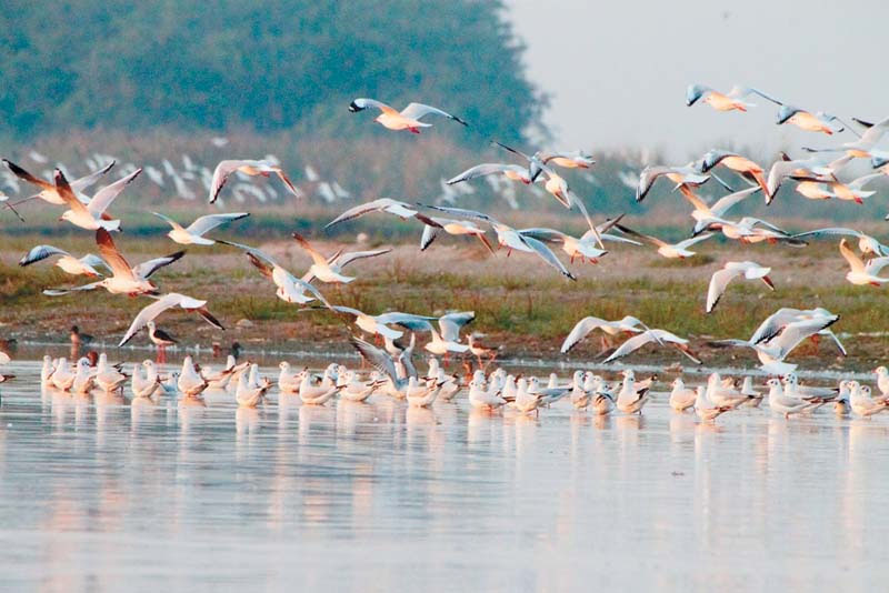 ਸਾਇਬੇਰੀਅਨ ਪੰਛੀਆਂ ਦਾ ਕਹਿਰ, ਕਿਸਾਨਾਂ ਦੀ ਫਸਲ ਕਰ ਰਹੇ ਤਬਾਹ, ਆਵਜ਼ੇ ਦੀ ਮੰਗ ਨੇ ਫੜਿਆ ਜ਼ੋਰ