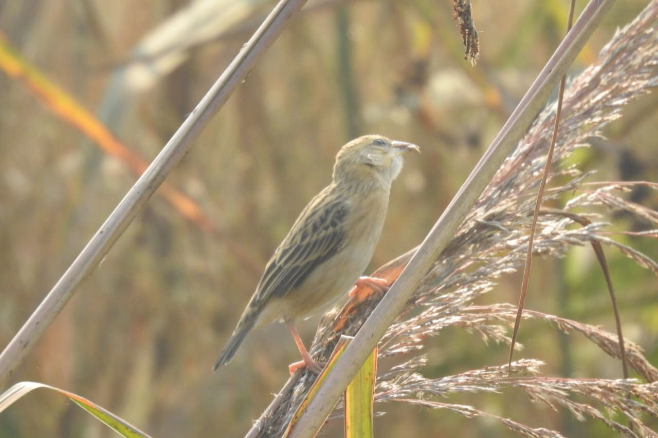 ਹਰੀਰੇ ਪੱਤਣ 'ਤੇ ਪੁੱਜੇ ਵਿਦੇਸ਼ੀ ਪੰਛੀ, ਮਹਿਮਾਨ ਨਿਵਾਜੀ 'ਚ ਲੱਗੇ ਕਰਮਚਾਰੀ, ਠੰਡ ਦੇ ਚੱਲਦਿਆਂ ਹੋਰ ਵਧੇਗੀ ਗਿਣਤੀ