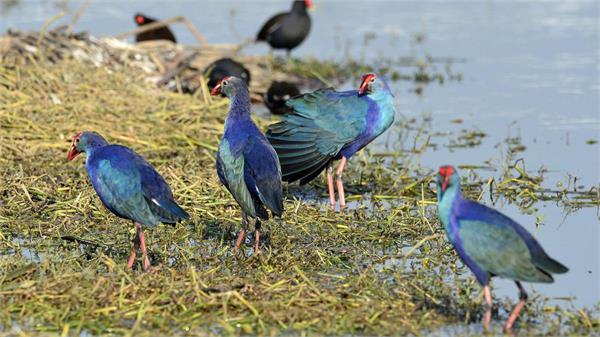 arrival of exotic birds begins at harike