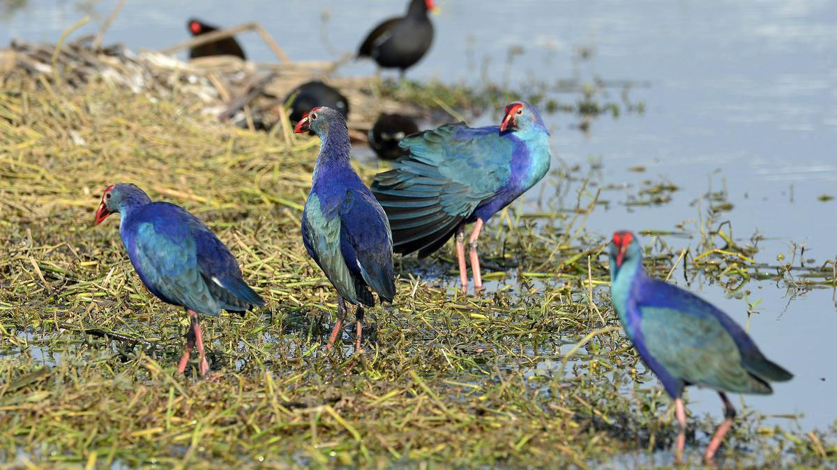 ਹਰੀਕੇ ਪੱਤਣ ''ਤੇ ਵਿਦੇਸ਼ੀ ਪੰਛੀਆਂ ਦੀ ਆਮਦ ਸ਼ੁਰੂ, ਸੈਲਾਨੀਆਂ ਦੀ ਗਿਣਤੀ ਵਧਣ ਦੀ ਸੰਭਾਵਨਾ