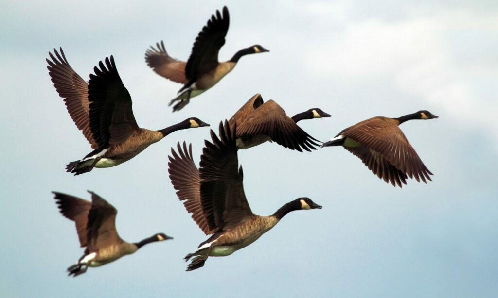 ਕੇਸ਼ੋਪੁਰ ਛੰਭ ’ਚ ਪਹੁੰਚੇ 6-7 ਹਜ਼ਾਰ ਪ੍ਰਵਾਸੀ ਪੰਛੀ, ਪਿਛਲੇ ਸਾਲ ਦੇ ਮੁਕਾਬਲੇ ਕਾਫ਼ੀ ਘੱਟ ਰਹੀ ਗਿਣਤੀ