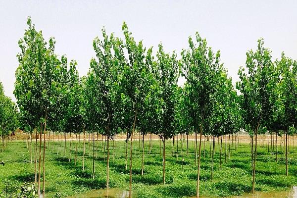 ban on cutting of trees in punjab