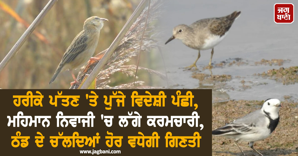 ਹਰੀਕੇ ਪੱਤਣ 'ਤੇ ਪੁੱਜੇ ਵਿਦੇਸ਼ੀ ਪੰਛੀ, ਮਹਿਮਾਨ ਨਿਵਾਜੀ 'ਚ ਲੱਗੇ ਕਰਮਚਾਰੀ, ਠੰਡ ਦੇ ਚੱਲਦਿਆਂ ਹੋਰ ਵਧੇਗੀ ਗਿਣਤੀ