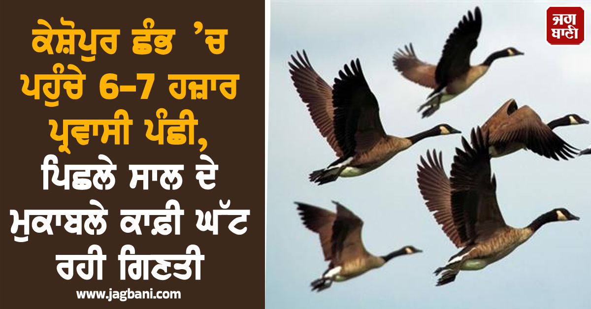 ਕੇਸ਼ੋਪੁਰ ਛੰਭ ’ਚ ਪਹੁੰਚੇ 6-7 ਹਜ਼ਾਰ ਪ੍ਰਵਾਸੀ ਪੰਛੀ, ਪਿਛਲੇ ਸਾਲ ਦੇ ਮੁਕਾਬਲੇ ਕਾਫ਼ੀ ਘੱਟ ਰਹੀ ਗਿਣਤੀ