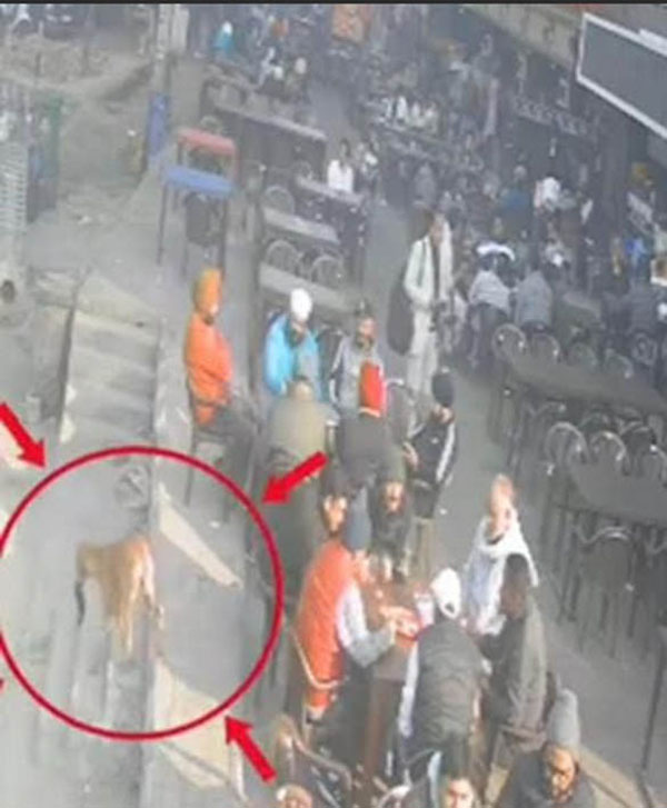 ਦੱਬੇ ਪੈਰੀਂ ਕੁੱਤੇ ਨੇ ਚਾਹ ਪੀਂਦੇ ਵਿਅਕਤੀ ਦਾ ਚੋਰੀ ਕੀਤਾ ਪਰਸ ! ਚੱਕਰਾਂ 'ਚ ਪਾਈ ਪੁਲਸ, ਘਟਨਾ cctv 'ਚ ਕੈਦ