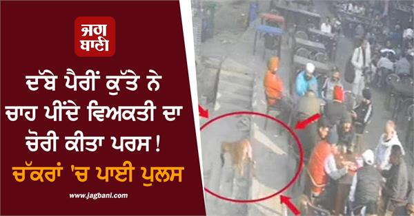 a dog with a broken leg stole the purse of a man drinking tea