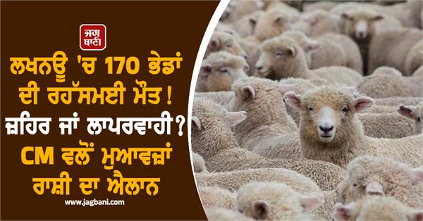 170 sheep died poisoning compensation