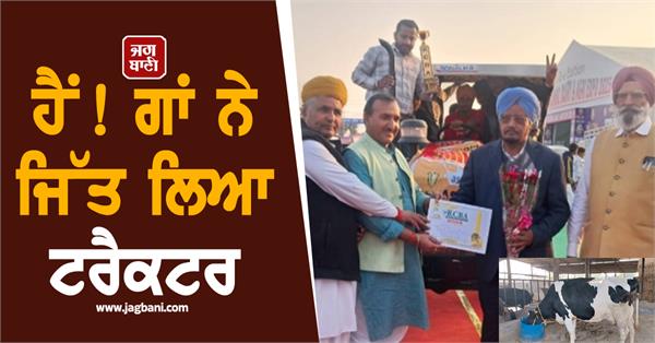 chaman singh bhan majara s cow won a tractor by giving 78 6 kg of milk 