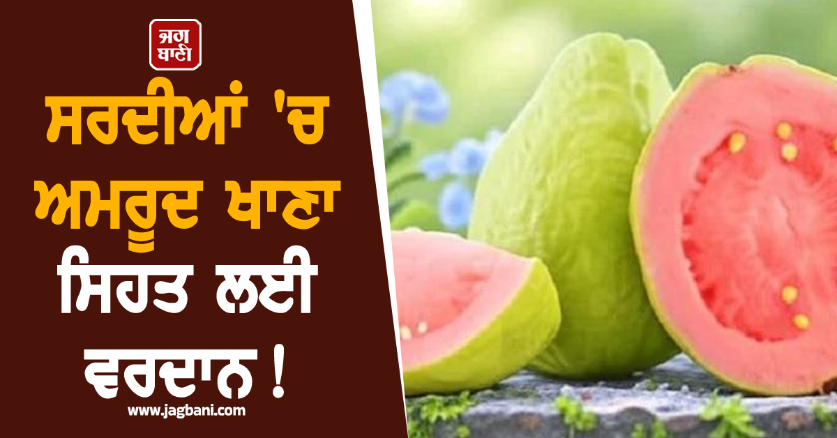 ਸਰਦੀਆਂ 'ਚ ਅਮਰੂਦ ਖਾਣਾ ਸਿਹਤ ਲਈ ਵਰਦਾਨ ! ਇਮਿਊਨਿਟੀ ਵਧਾਉਣ ਤੋਂ ਲੈ ਕੇ ਮਿਲਣਗੇ ਇਹ 10 ਵੱਡੇ ਫਾਇਦੇ