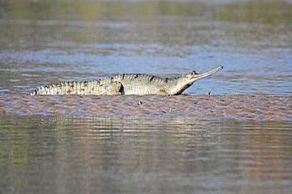 ਸਰਕਾਰ ਨੂੰ ਨਹੀਂ ਮਿਲੀ ਵੱਡੇ ਪ੍ਰਾਜੈਕਟ ਦੀ ਮਨਜ਼ੂਰੀ! ਵਜ੍ਹਾ ਬਣੇ ਘੜਿਆਲ, ਪੜ੍ਹੋ ਪੂਰੀ ਖ਼ਬਰ